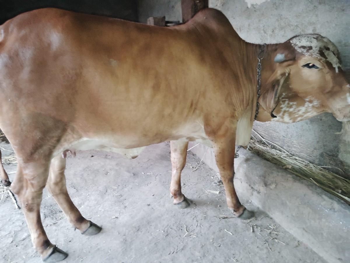 થંબનેલ 2