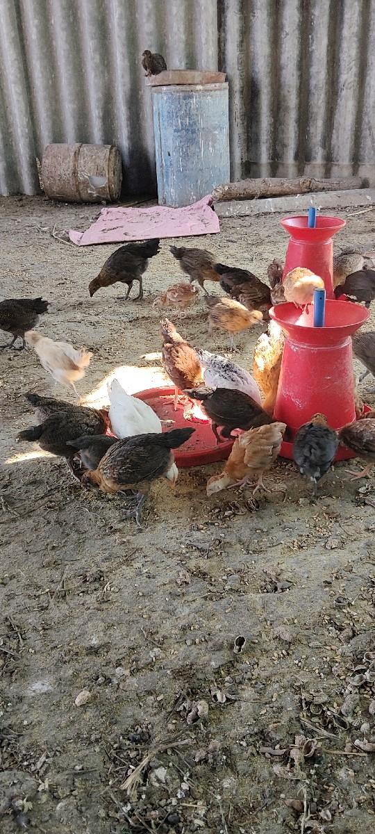 દેષી મુરઘીના બચા