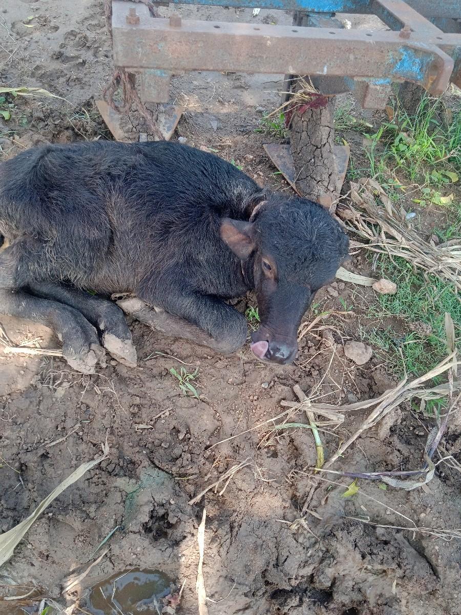 થંબનેલ 2