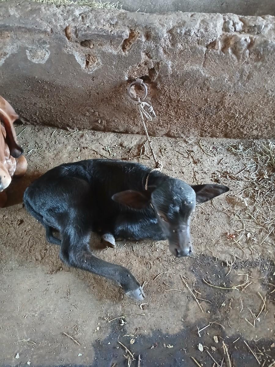 પાડો વેચવાનોછે