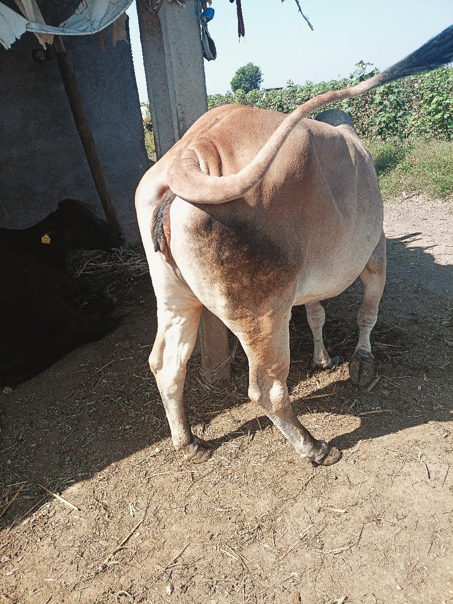 થંબનેલ 3