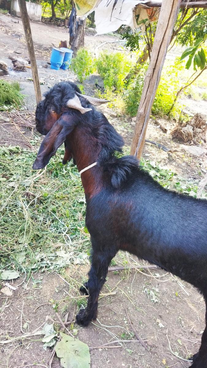 થંબનેલ 3