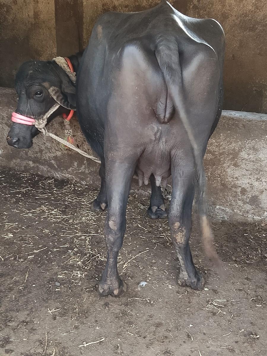 ખડેલી વેચવાની છે