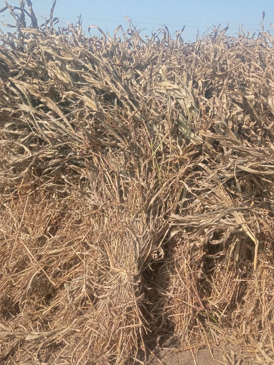 નિણ  
જુવાર ની વેસહવાની સે