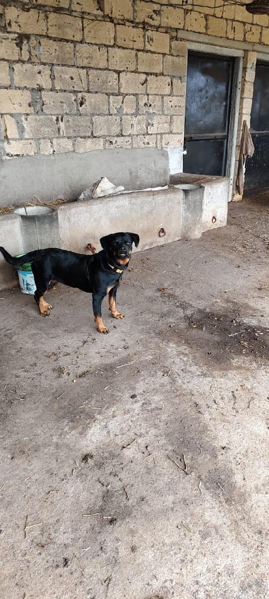 કુતરી વેચવા ની છે