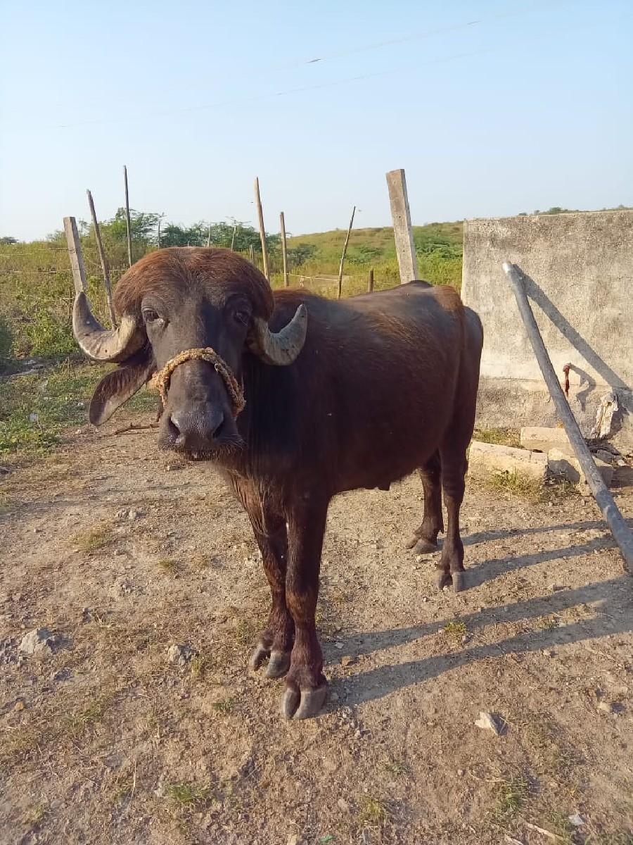 પાડો વેચવા નો છે