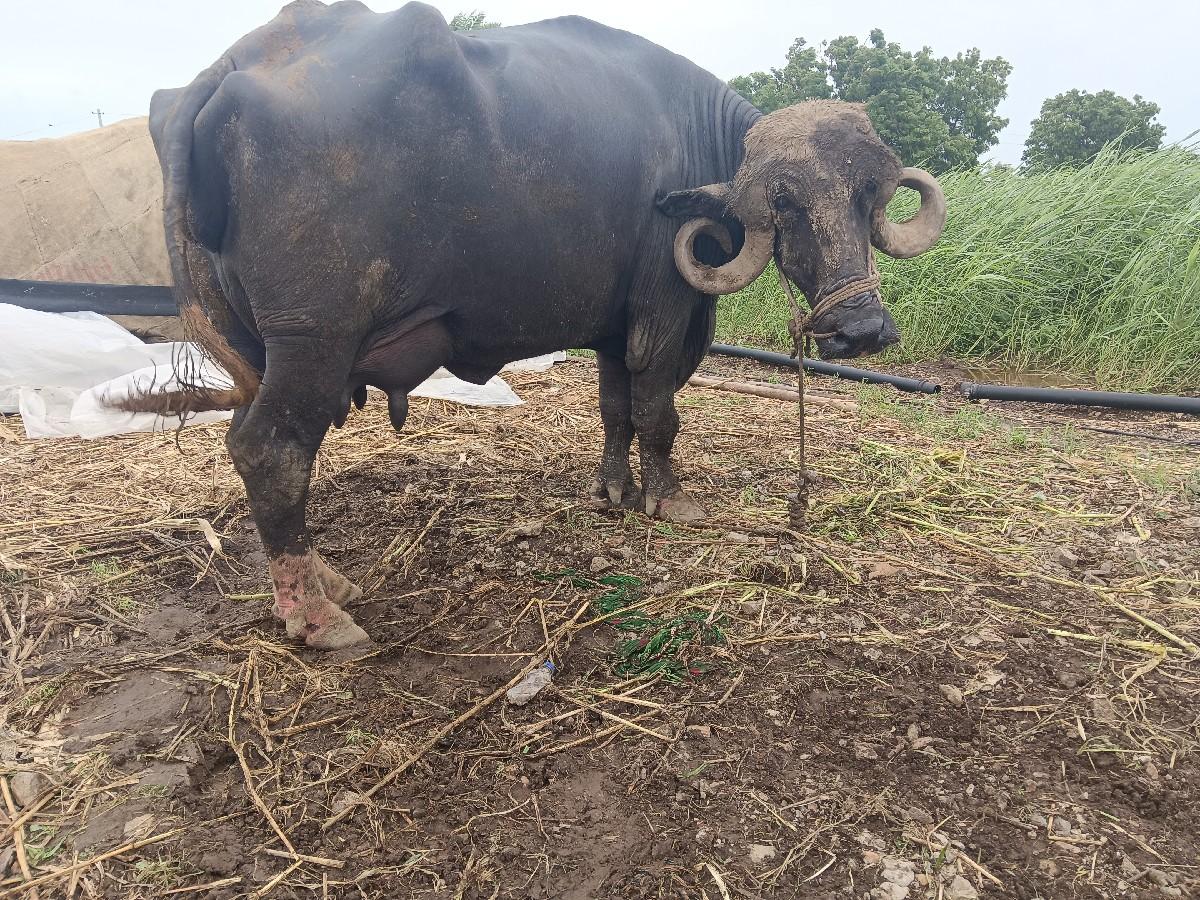 થંબનેલ 2