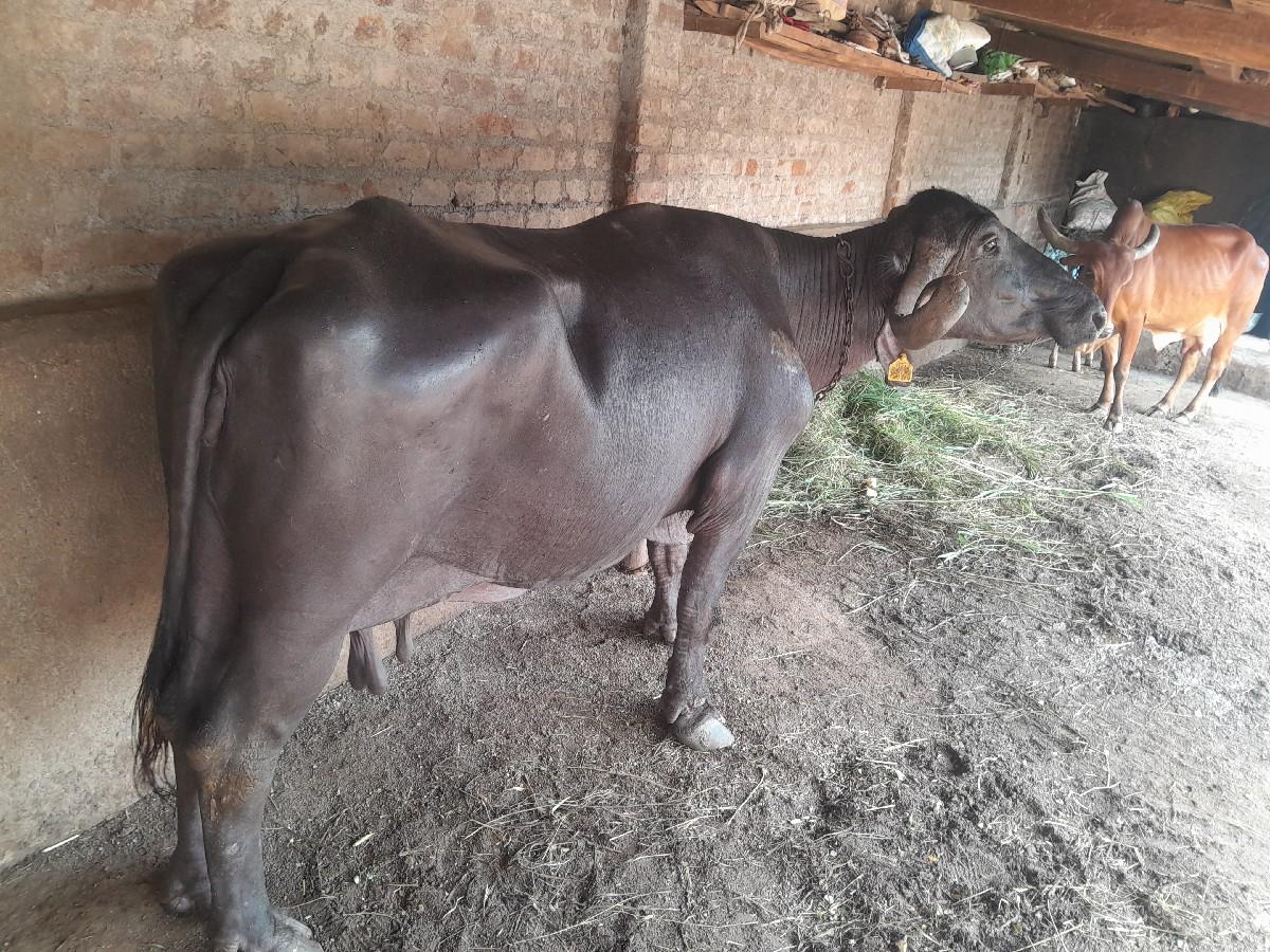 થંબનેલ 2