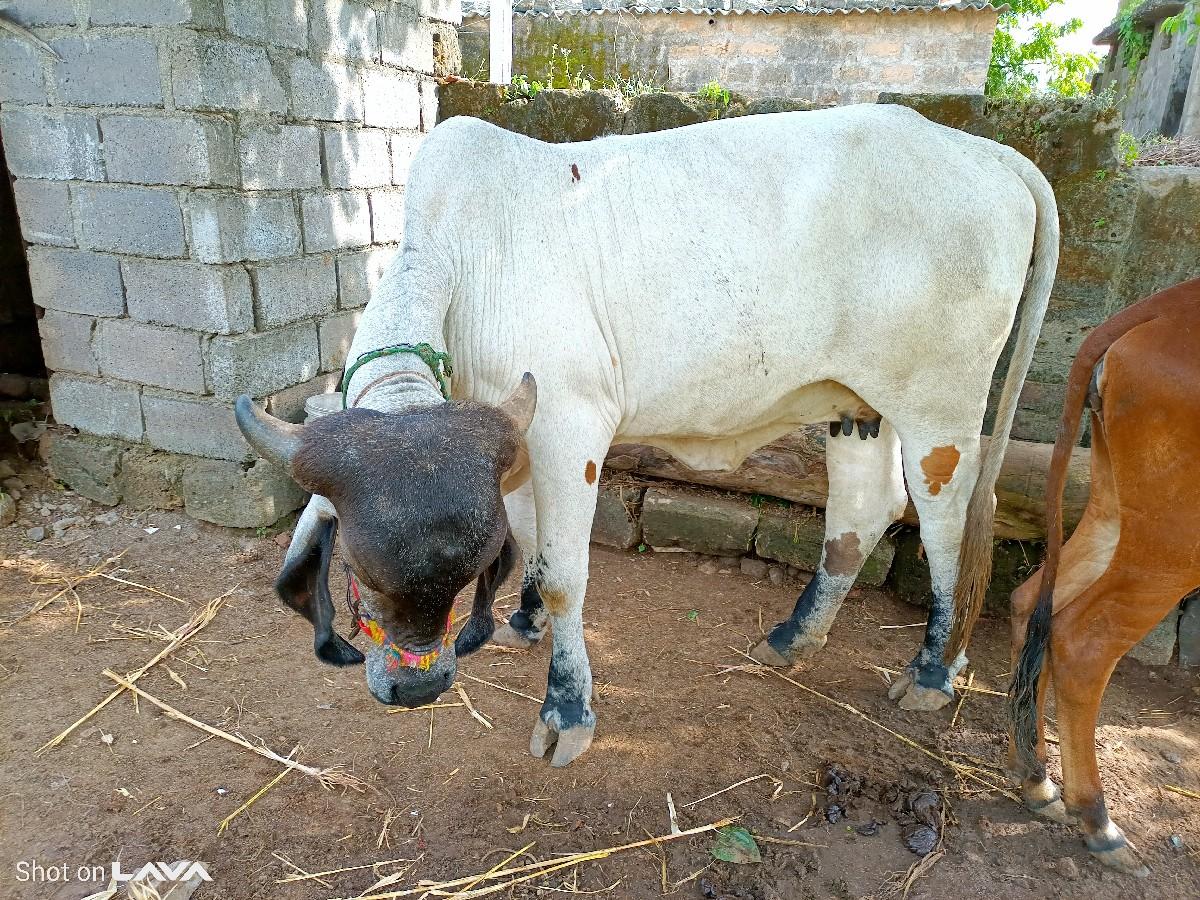 થંબનેલ 3