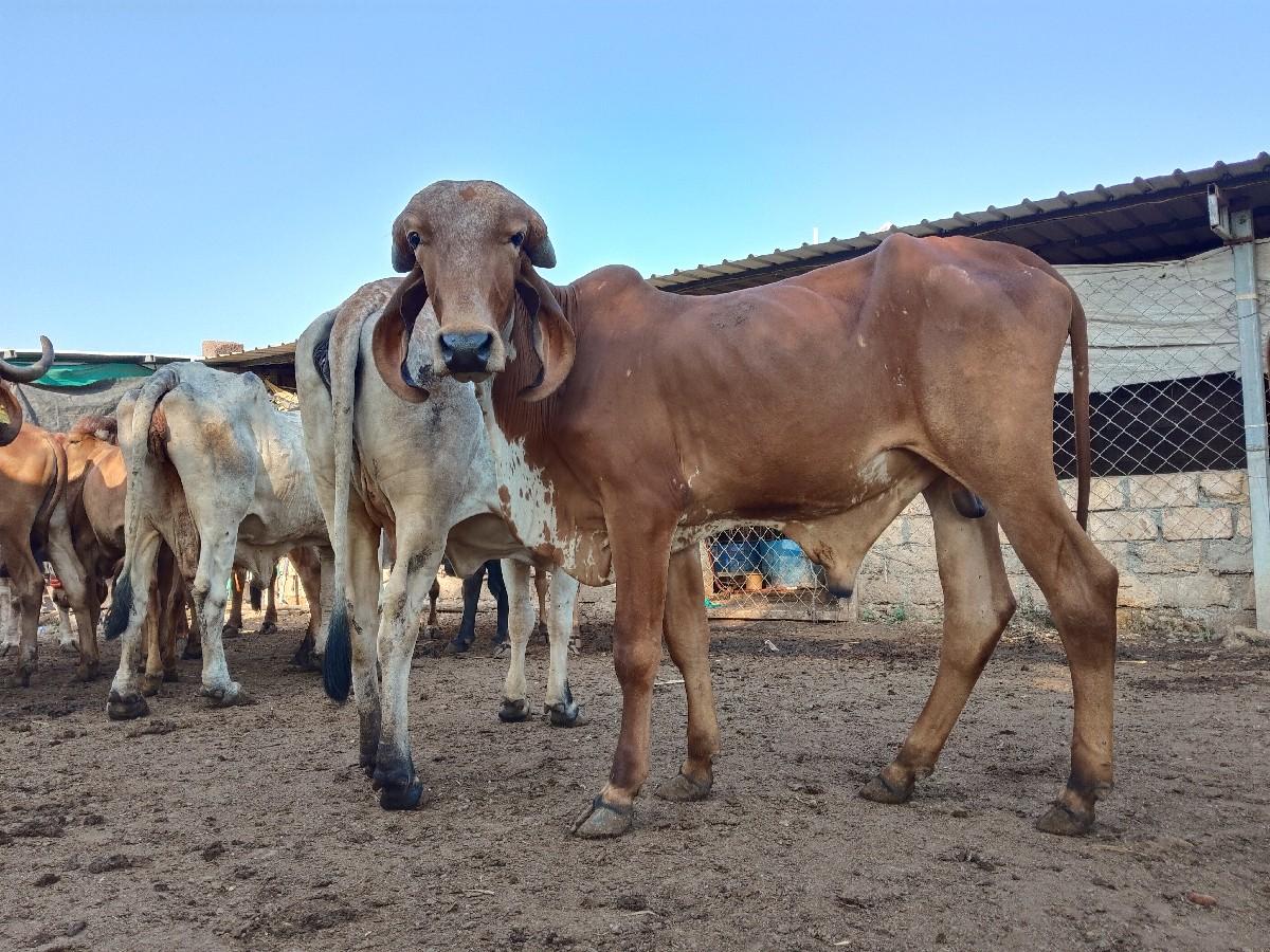 થંબનેલ 3