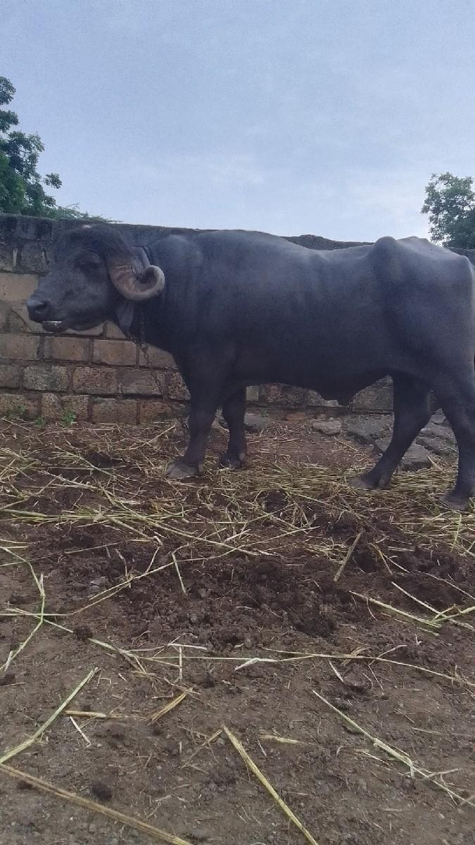 થંબનેલ 3