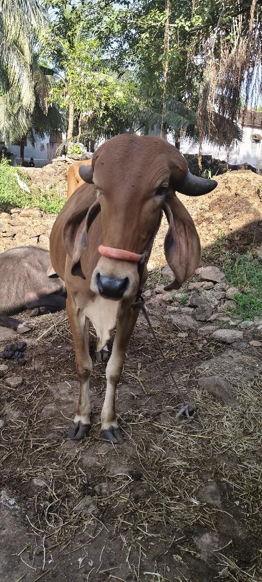 ભરત ભાઈ ચાવડા