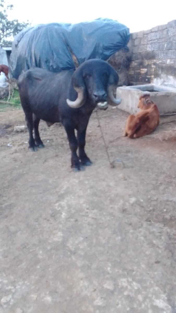 બેદ તેછૈ