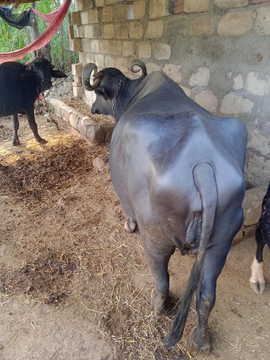 થંબનેલ 3