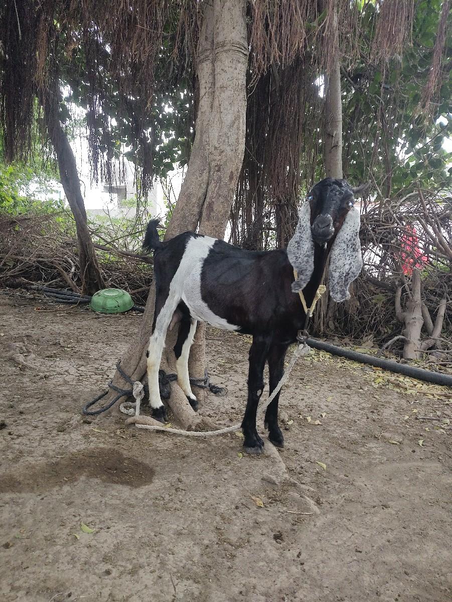 થંબનેલ 3