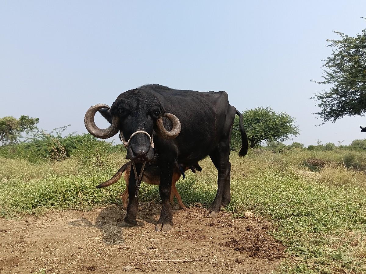 ખડેલીના સાટા કરવાના છે