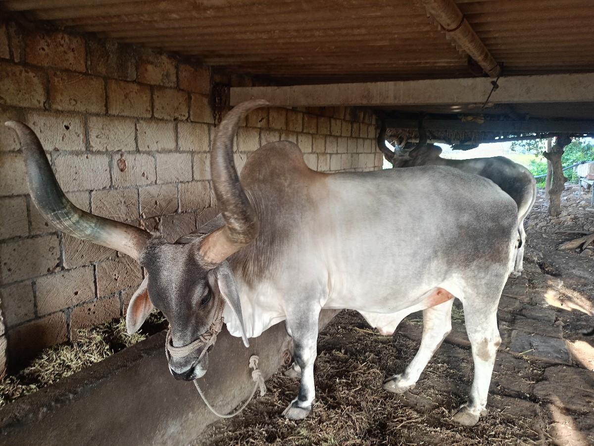 બડદ વેચવાના છે