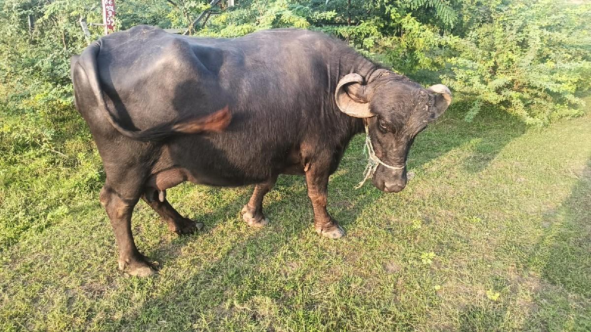 ભેસ વેસવાની સે