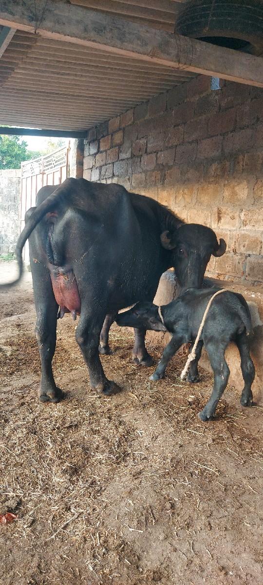 થંબનેલ 3