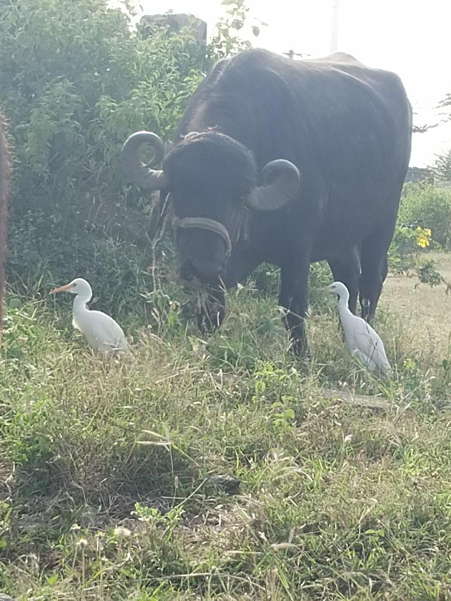 થંબનેલ 2