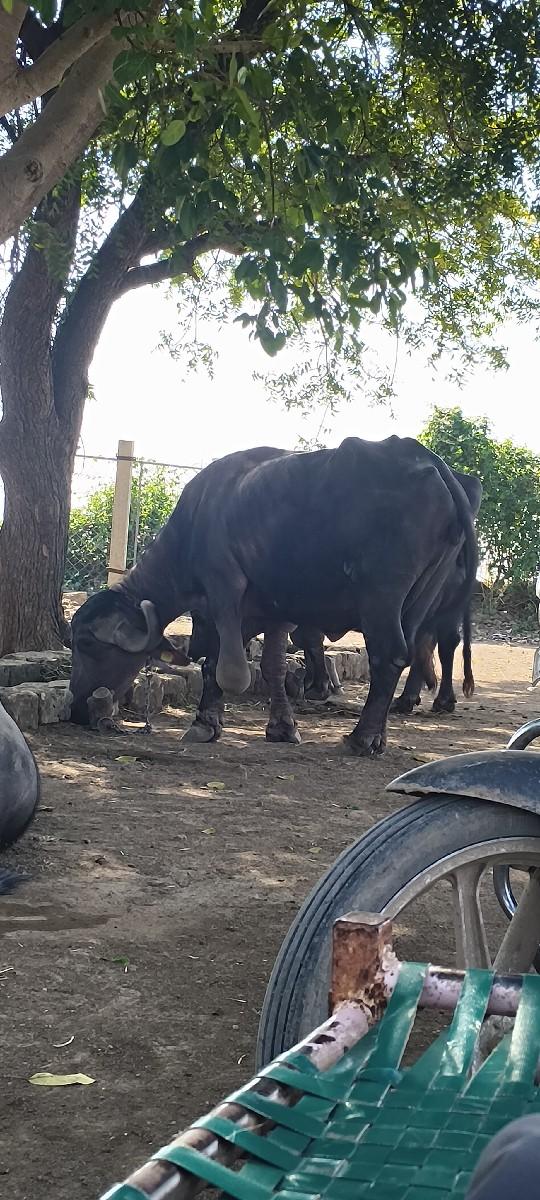 થંબનેલ 3