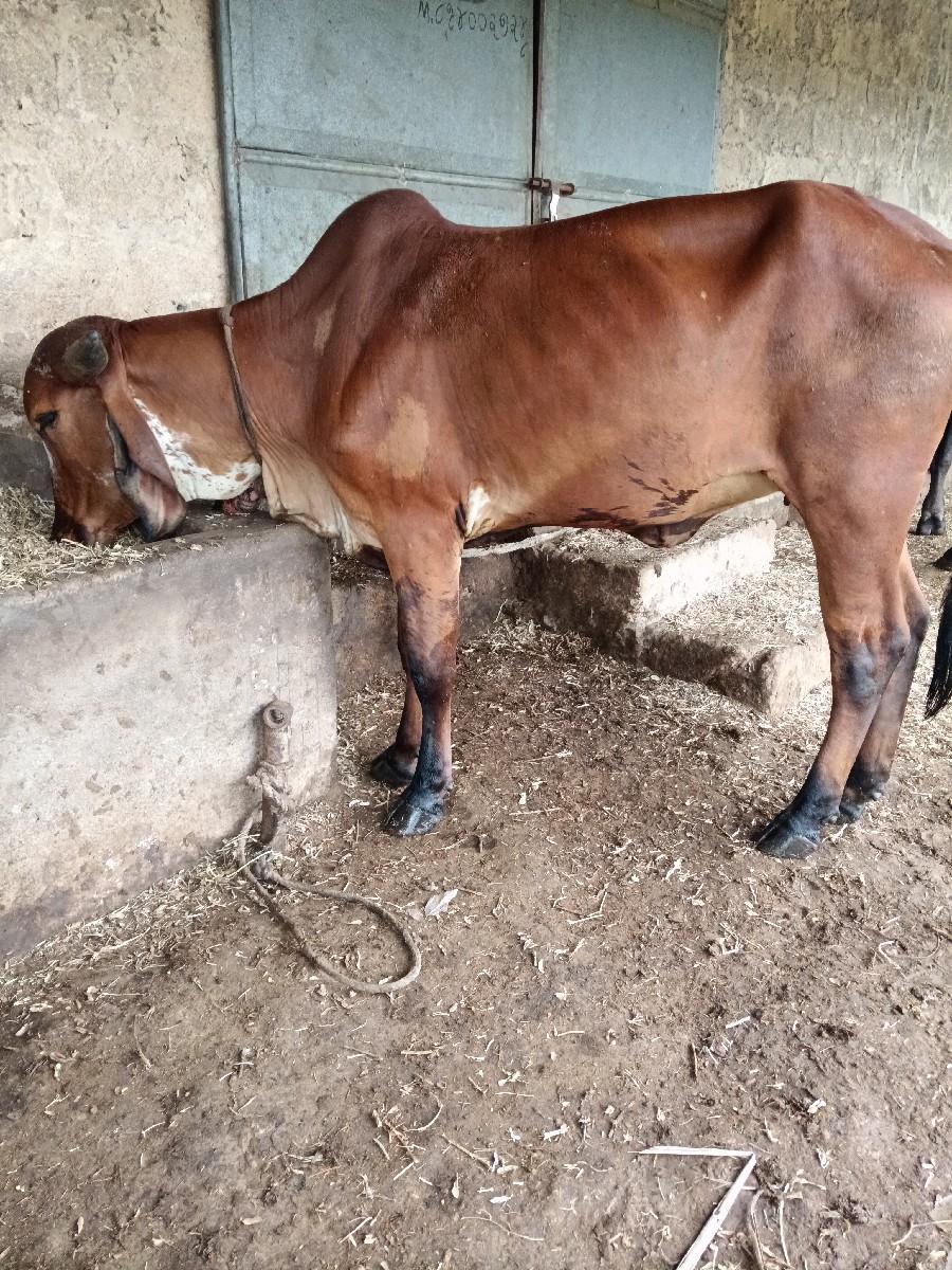 થંબનેલ 2