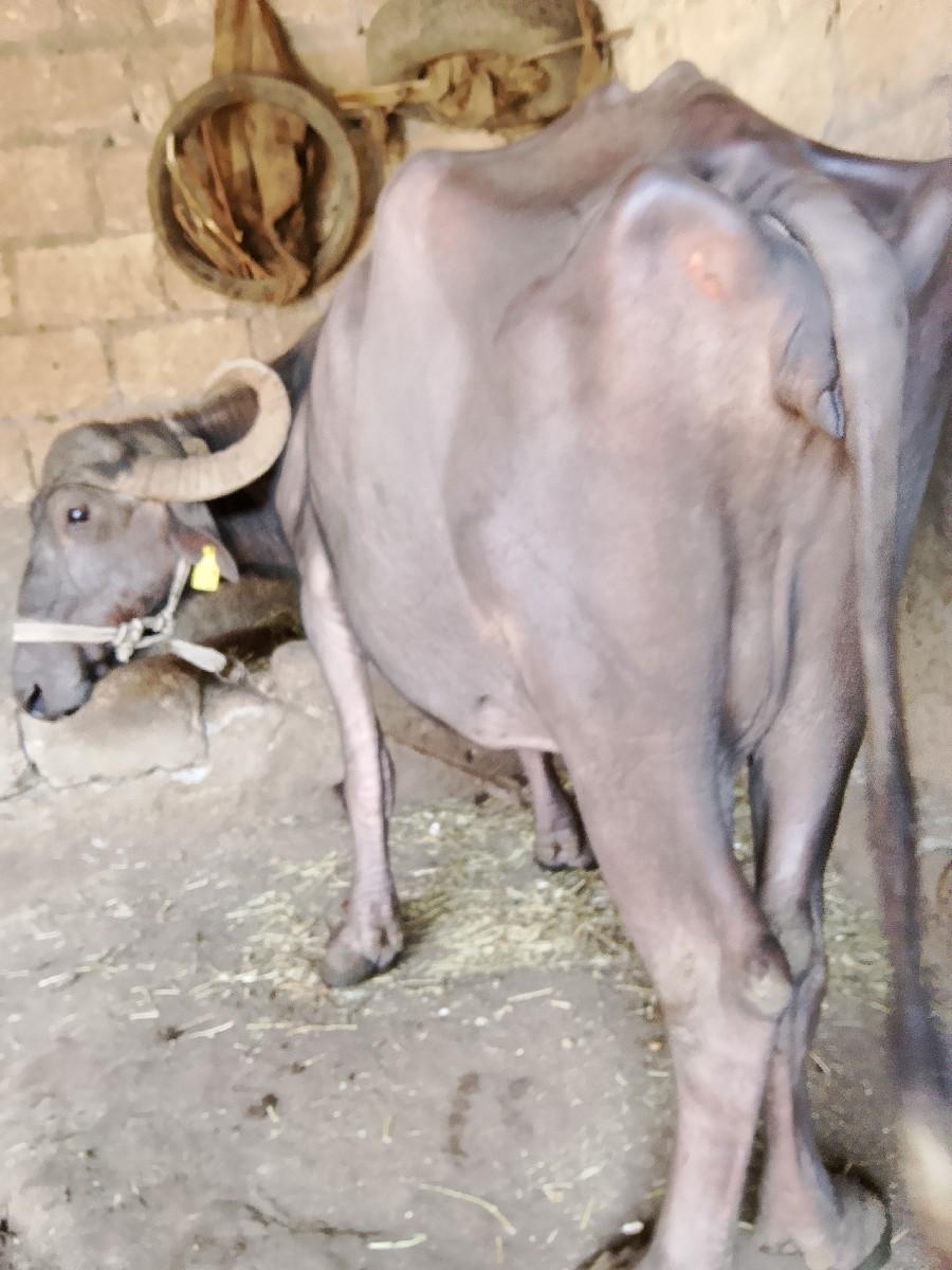 ભેંસ વેચવાની છે