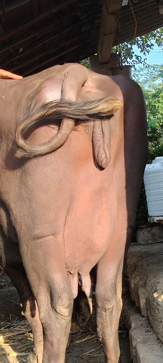 થંબનેલ 2