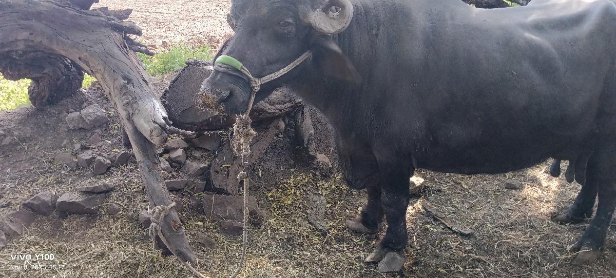 થંબનેલ 2