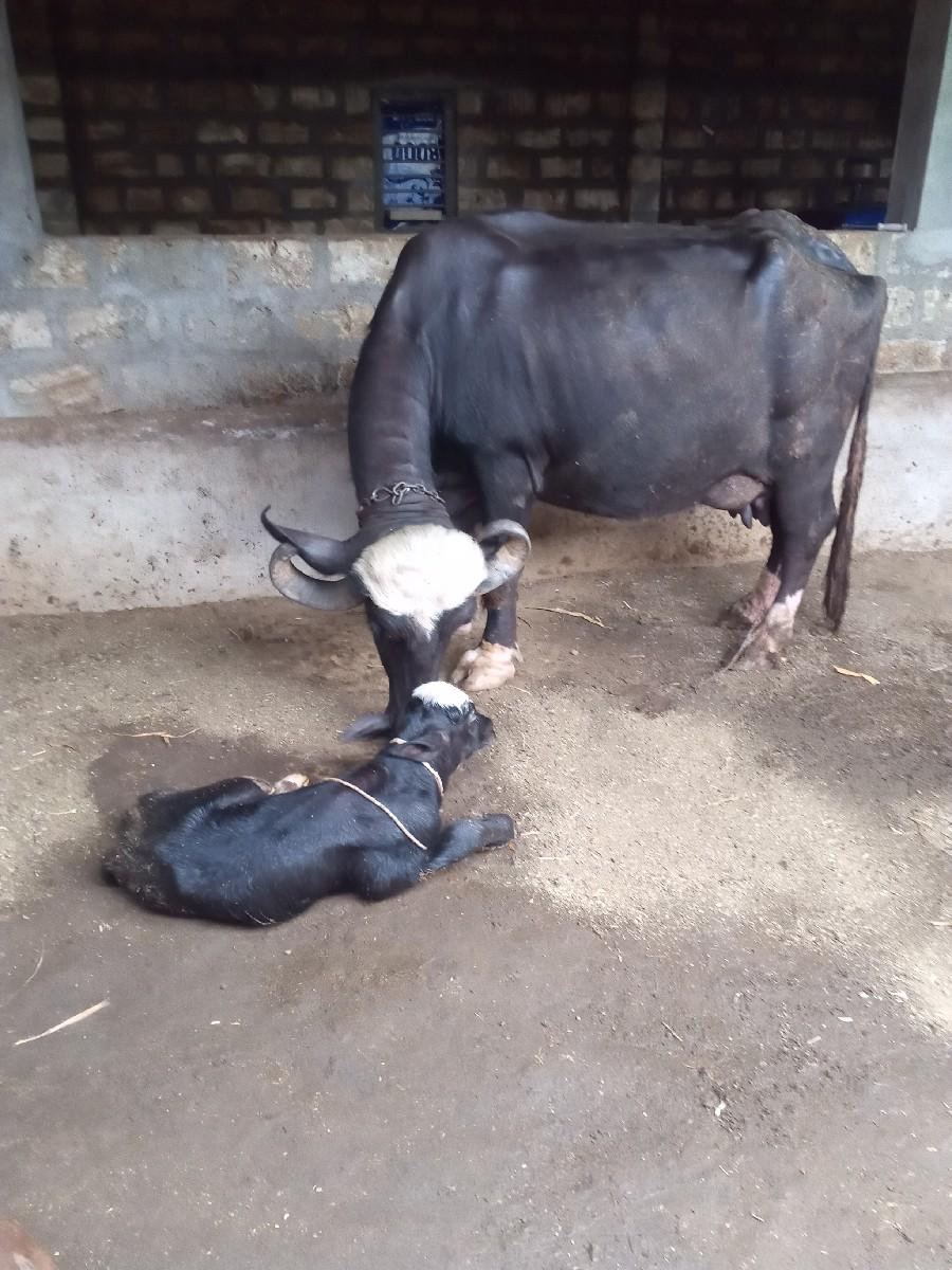 થંબનેલ 2