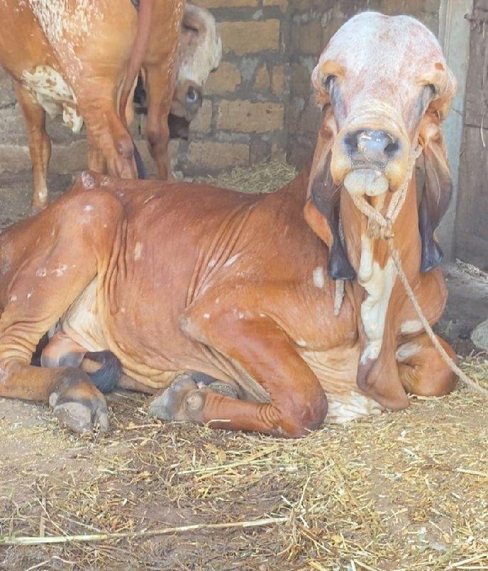 ગીર બુલ દેવાનો છે