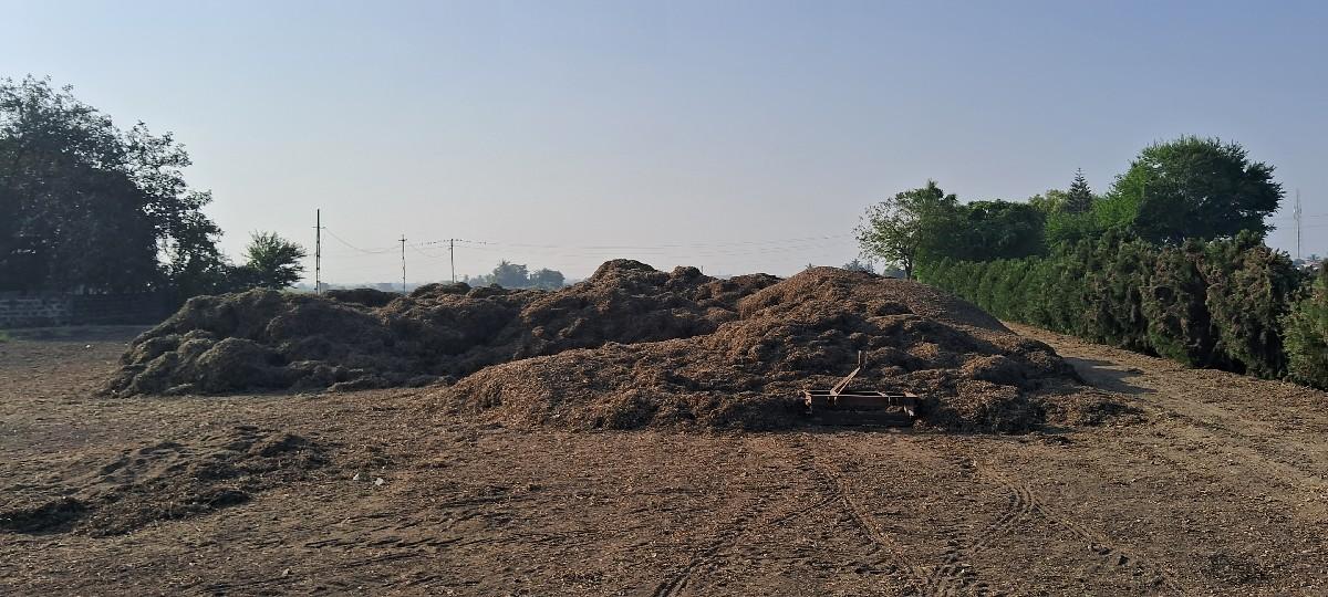 મગફલીનૉપાલૉ