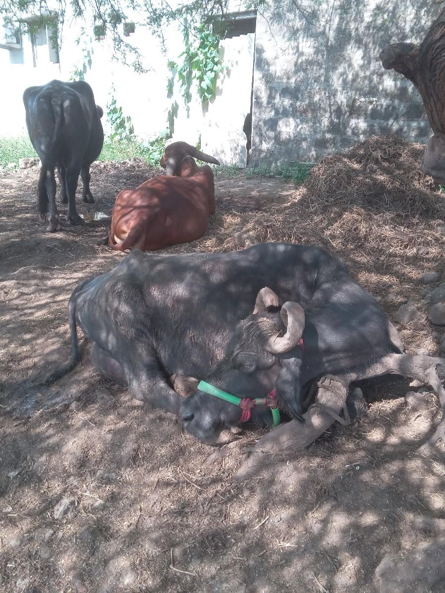 થંબનેલ 3