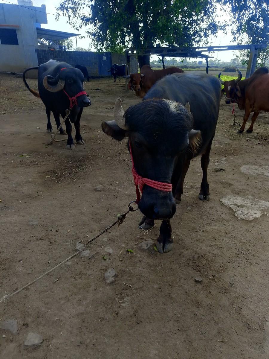 થંબનેલ 2