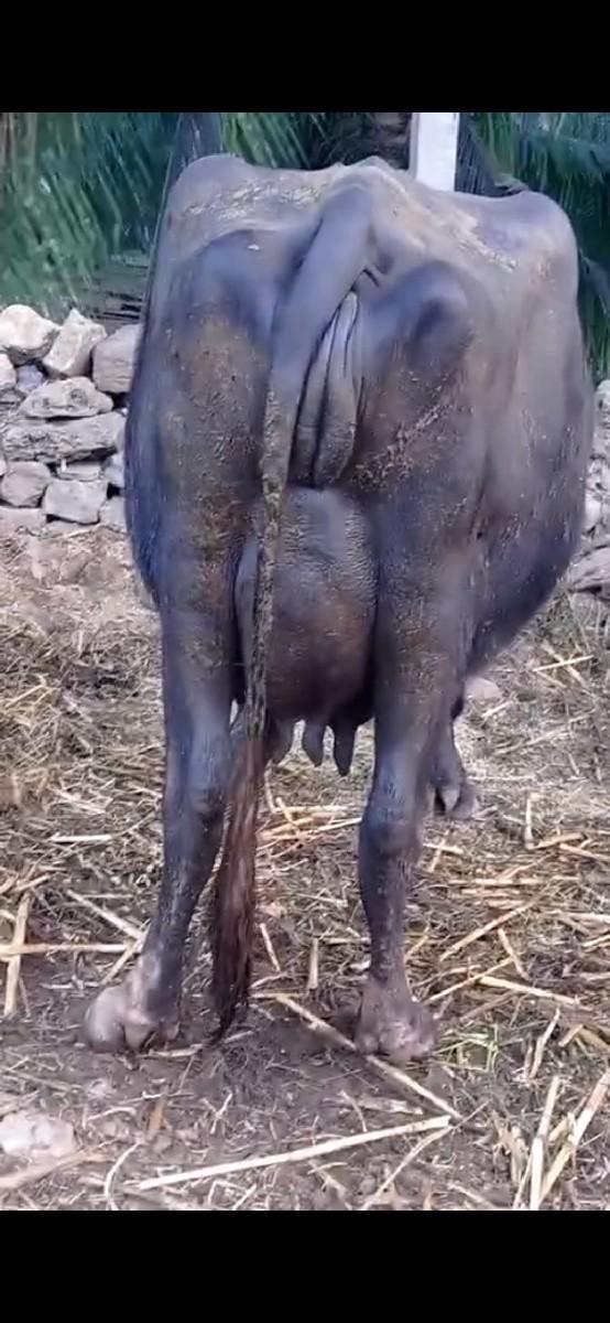 ભેષ વેશવાની છે