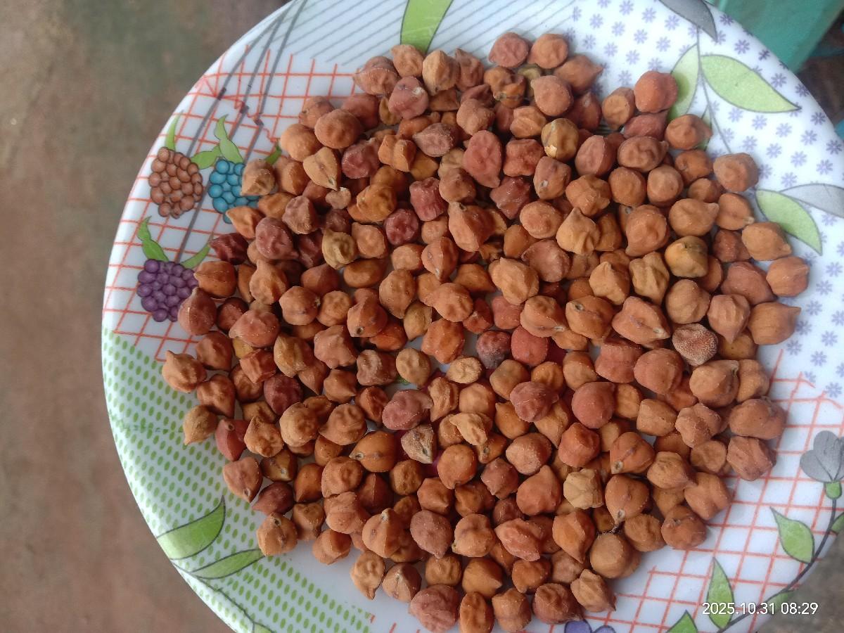 વેચવા ચણા નં  3