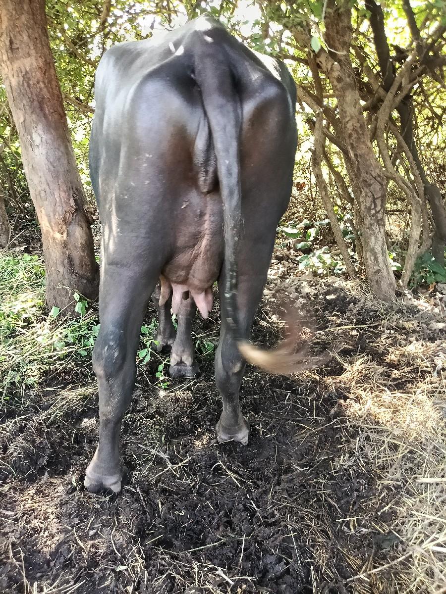 1 વેતર ખડેલી વેસવાની છે