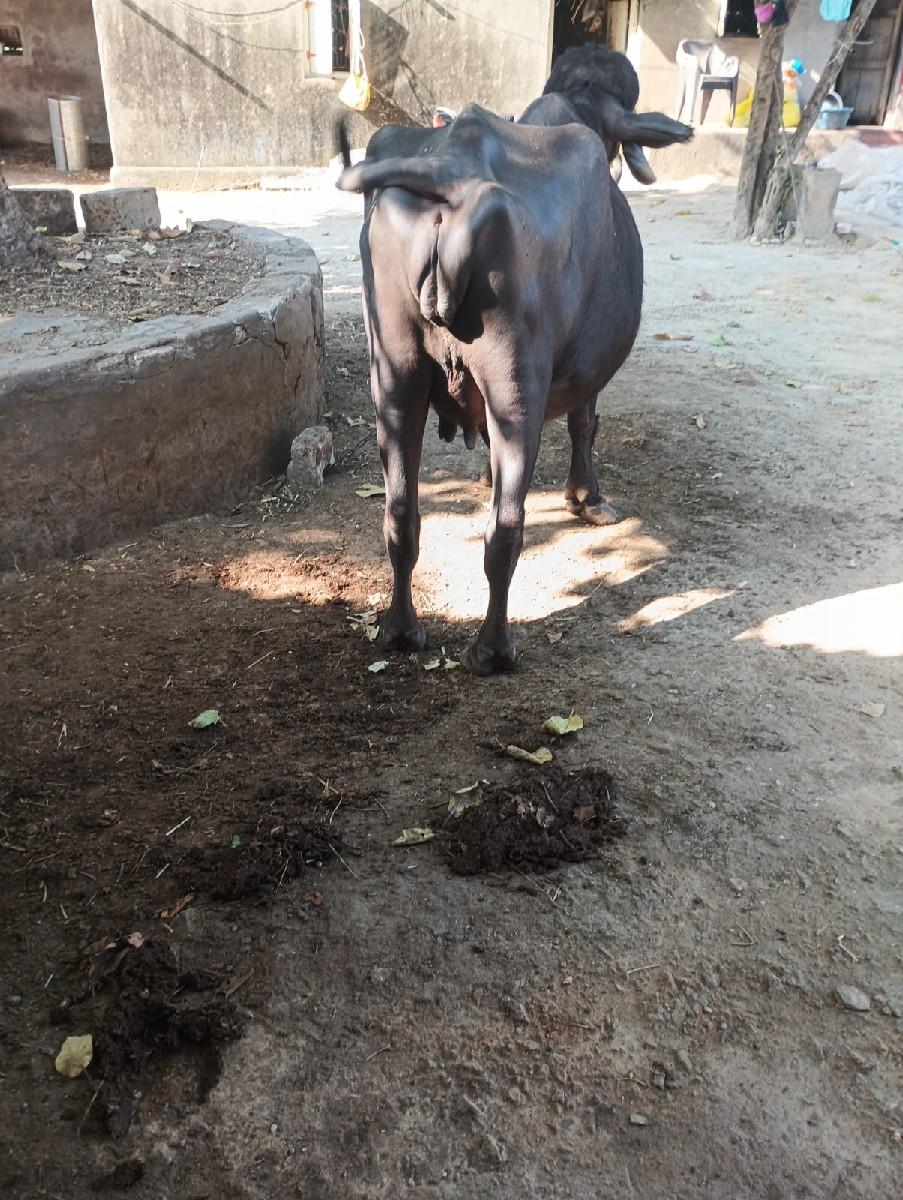 ભેંસ વેચવાની છે