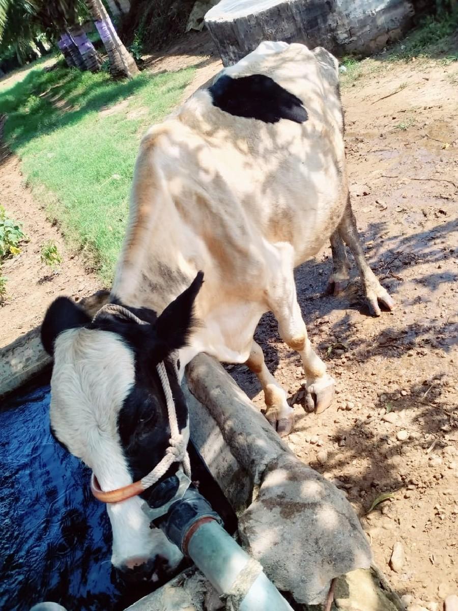 ગાય વેચવાની છે