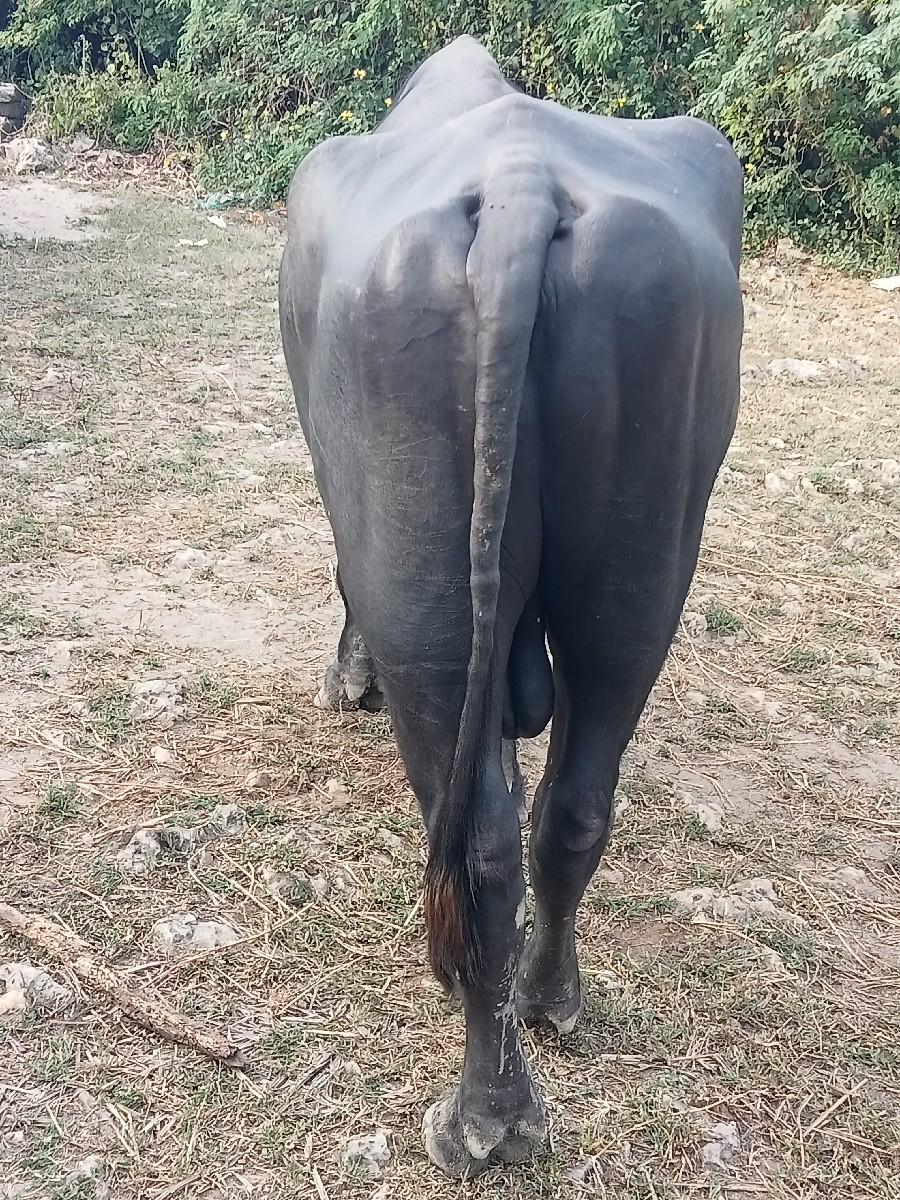 થંબનેલ 3