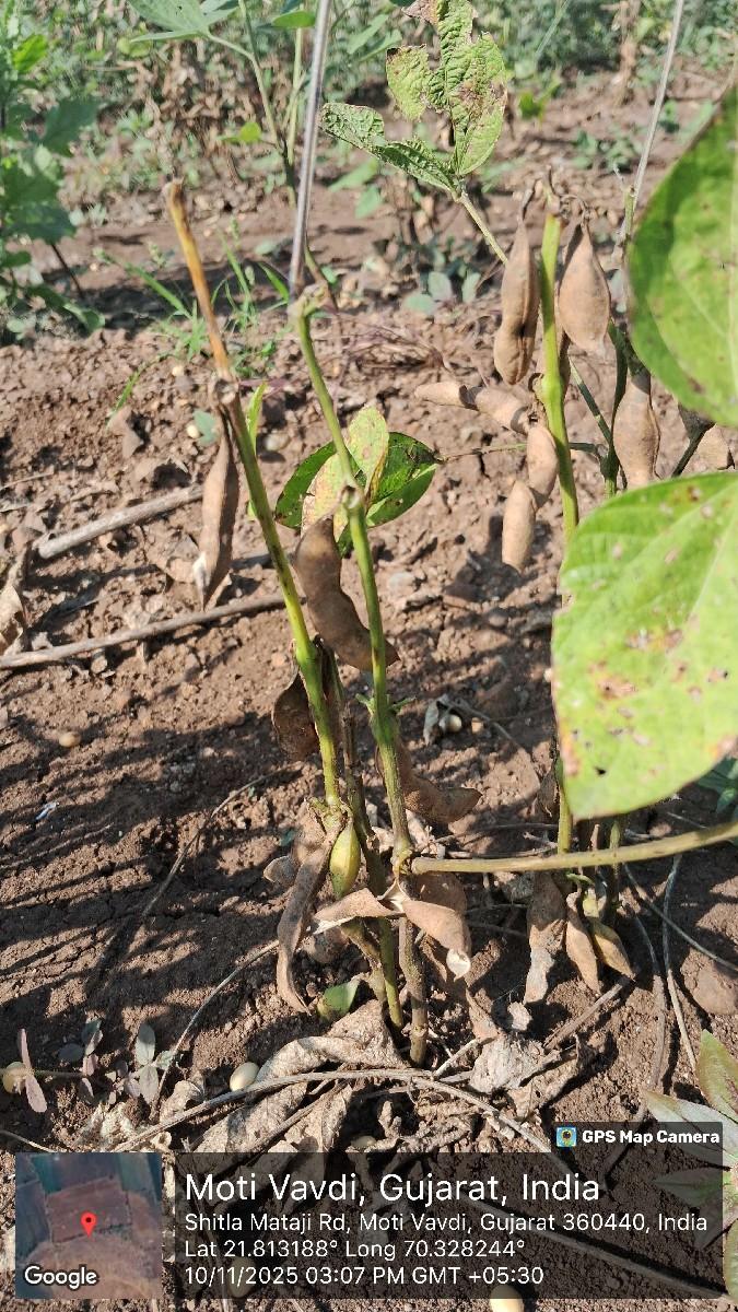 સોયાબીન નો પાલો ( ભૂકો)