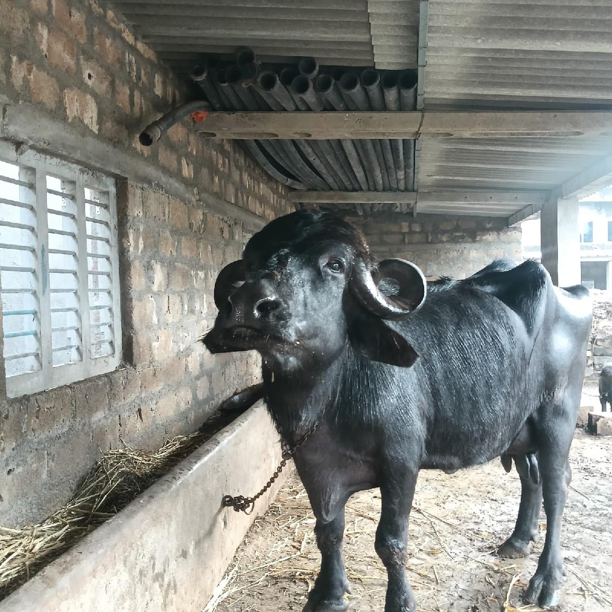 આ જાફરાબાદી ભેંસ વેચવાની છે