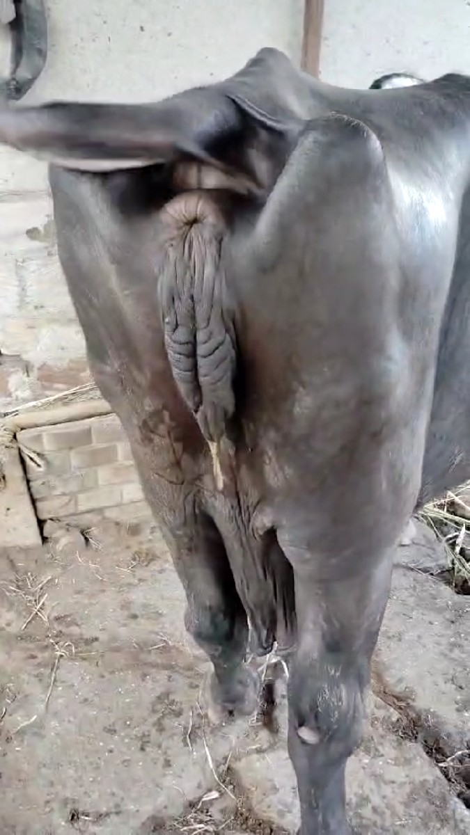 થંબનેલ 2