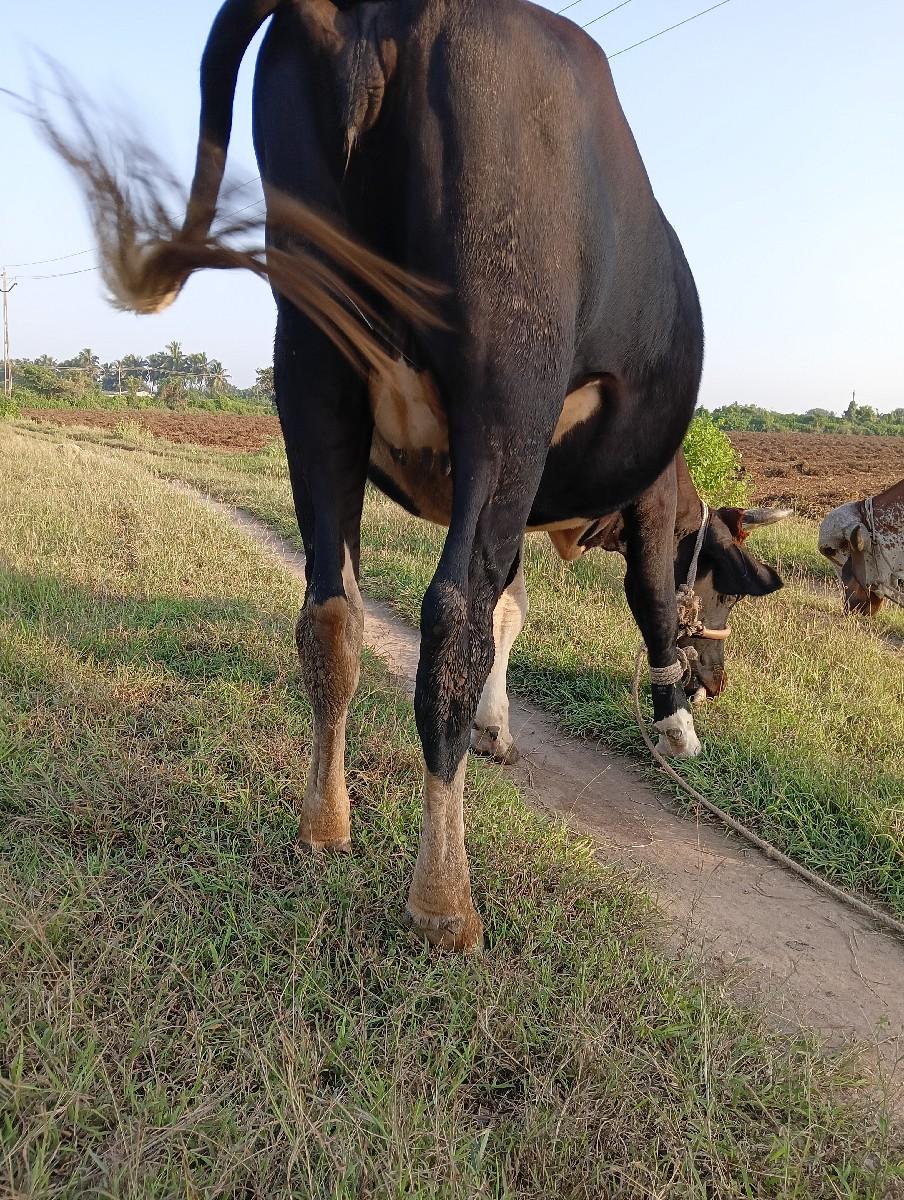 એસ એફ હોડકી,૭ મહિના ગાભણ