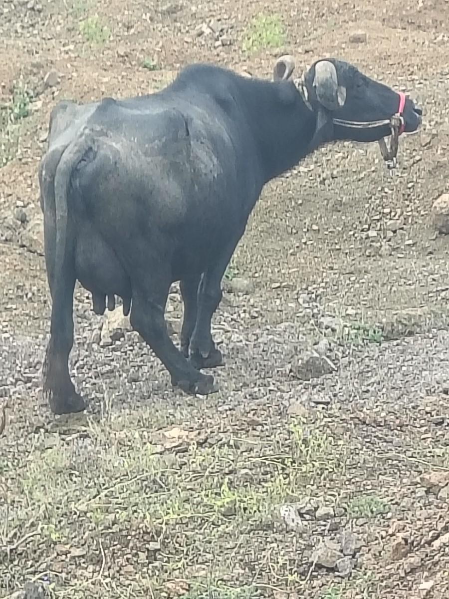 થંબનેલ 3