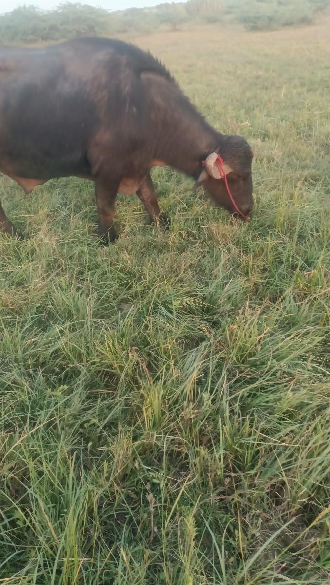 થંબનેલ 2