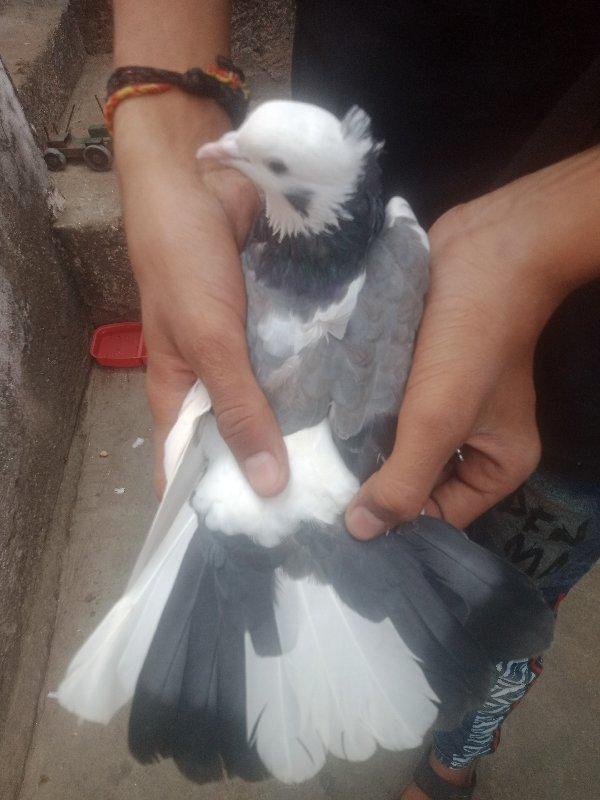 થંબનેલ 3