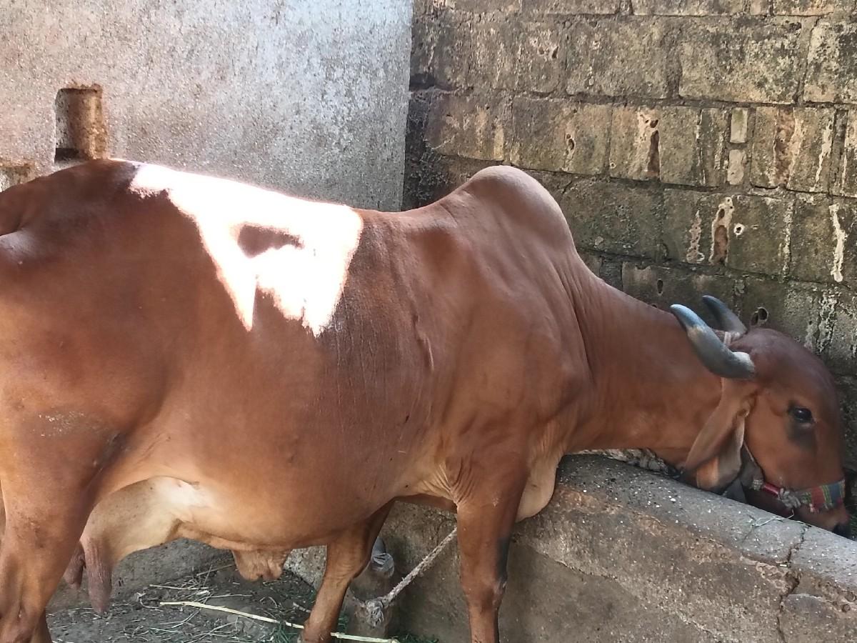 થંબનેલ 2