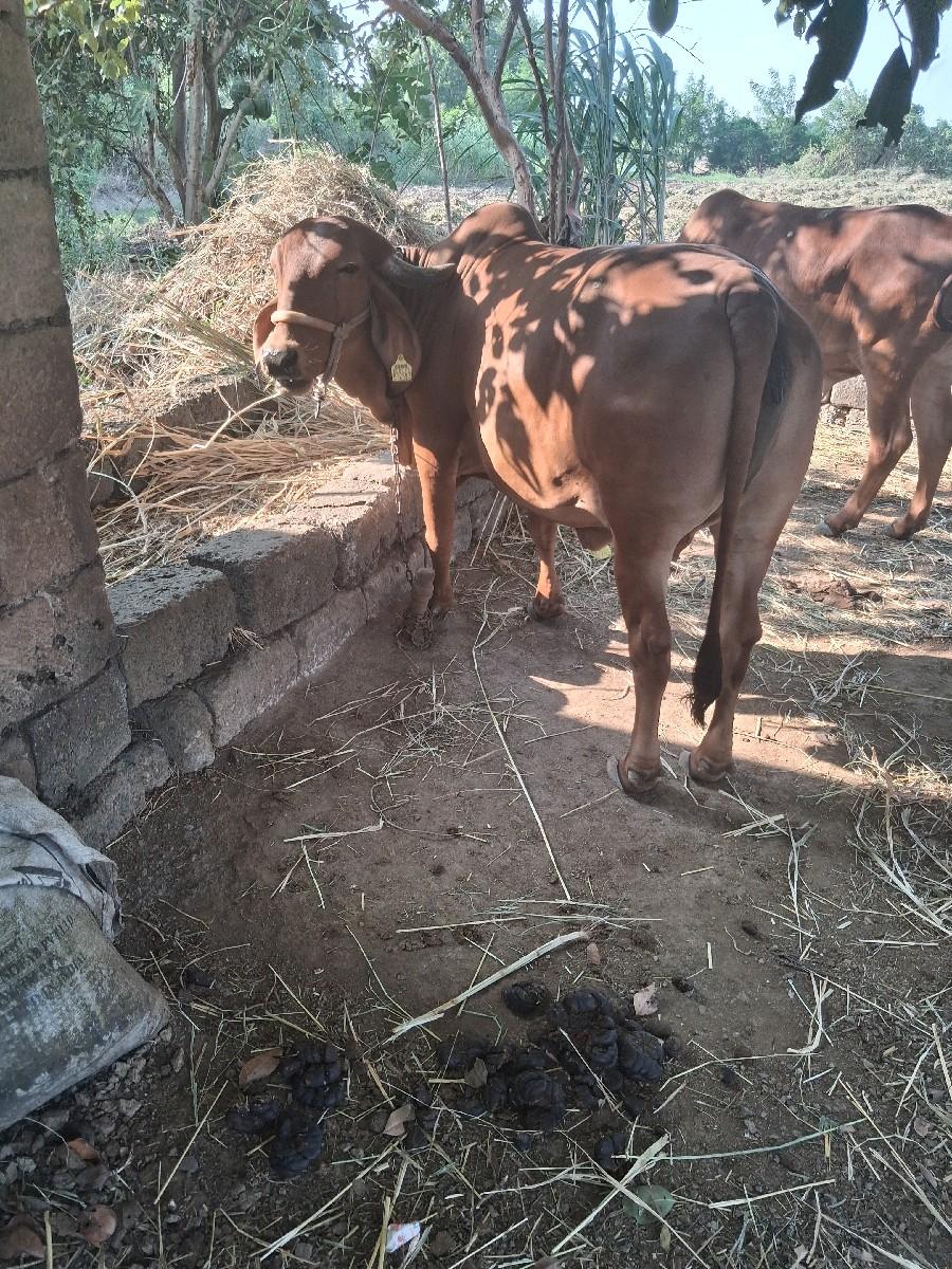 થંબનેલ 3