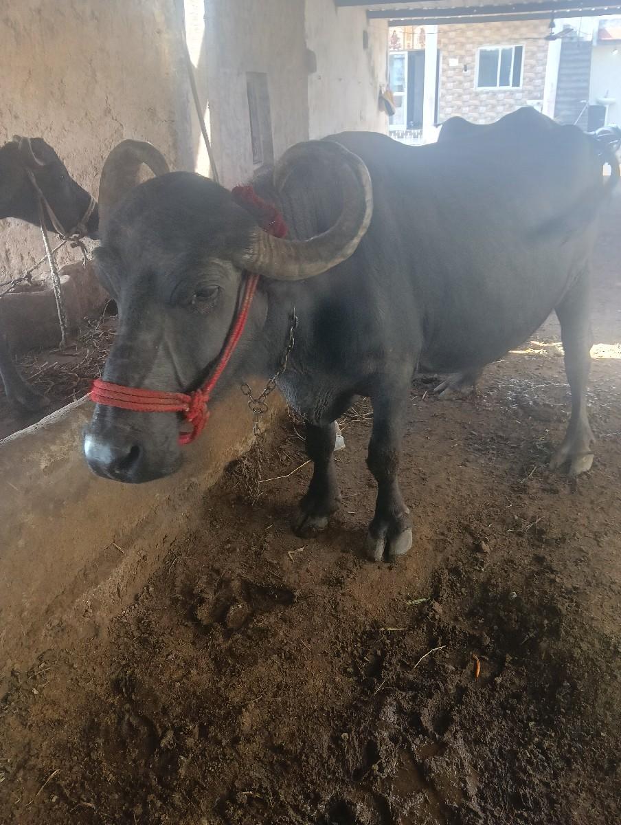 10.15.divas ni kachi che